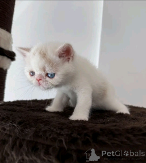 Zdjęcie №1. perskie - na sprzedaż w Berlin | 2631zł | Zapowiedź № 163091