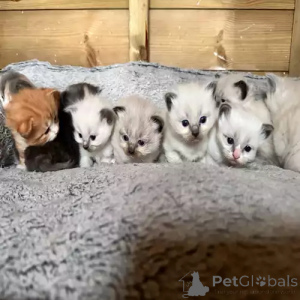 Zdjęcie №1. ragdoll - na sprzedaż w Dußlingen | 1761zł | Zapowiedź № 167251