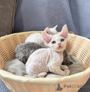 Zdjęcie №1. devon rex - na sprzedaż w Frankfurt | negocjowane | Zapowiedź № 162876