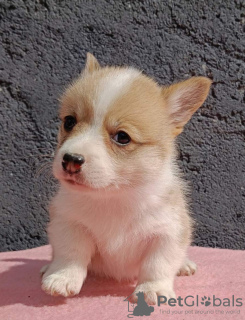 Zdjęcie №3. Pembroke Welsh Corgi szczenięta. Serbia