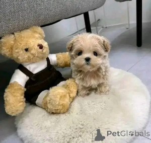 Zdjęcie №3. Szczenięta Maltipoo dostępne do adopcji i remontu. USA