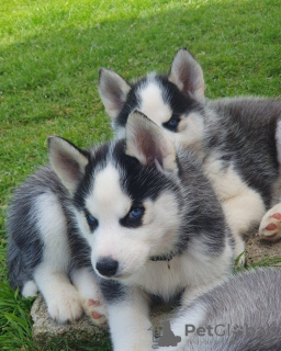 Dodatkowe zdjęcia: Siberian Husky-Welpen verfügbar