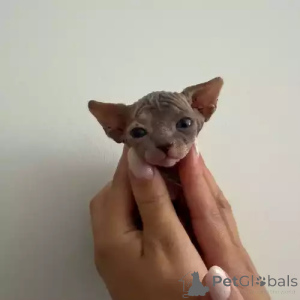 Zdjęcie №2 do zapowiedźy № 167259 na sprzedaż  kot doński sfinks - wkupić się Niemcy prywatne ogłoszenie