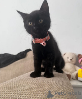 Zdjęcie №1. bombay cat - na sprzedaż w Cottbus | 1674zł | Zapowiedź № 169544