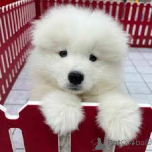 Zdjęcie №3. Samoyed szczeniąt. Wielka Brytania