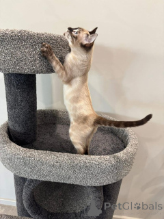 Zdjęcie №2 do zapowiedźy № 152538 na sprzedaż  kot bengalski - wkupić się Niemcy prywatne ogłoszenie