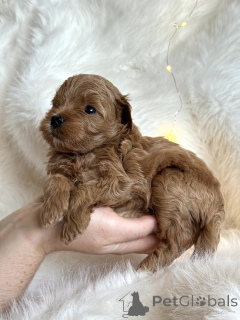 Zdjęcie №1. maltipu - na sprzedaż w Soczi | 3094zł | Zapowiedź №161955