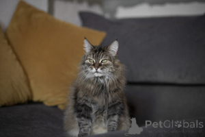 Zdjęcie №2 do zapowiedźy № 139038 na sprzedaż   - wkupić się Federacja Rosyjska 