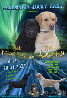 Zdjęcie №3. Devchuli-krasotuli rasy labrador. Ukraina