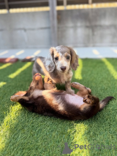 Zdjęcie №2 do zapowiedźy № 164019 na sprzedaż  jamnik - wkupić się Finlandia prywatne ogłoszenie, ze schronu