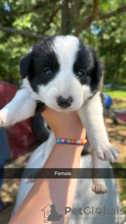 Zdjęcie №1. border collie - na sprzedaż w Iowa City | 1585zł | Zapowiedź №111393