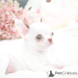 Zdjęcie №2 do zapowiedźy № 163032 na sprzedaż   - wkupić się Izrael 