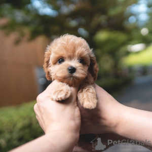 Zdjęcie №1. cocker spaniel angielski, pudel (zabawka) - na sprzedaż w Paryż | negocjowane | Zapowiedź №85565