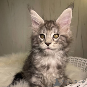 Zdjęcie №1. maine coon - na sprzedaż w Bristol | negocjowane | Zapowiedź № 160669