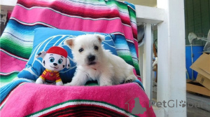 Zdjęcie №1. west highland white terrier - na sprzedaż w Seydispjordur | negocjowane | Zapowiedź №169608