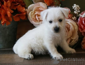 Zdjęcie №1. west highland white terrier - na sprzedaż w Антверпен | 1256zł | Zapowiedź №105516