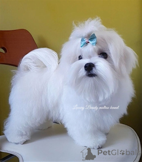 Zdjęcie №4. Sprzedam maltańczyk w Kijów. od żłobka - cena - 3707zł