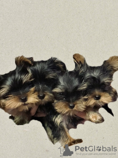 Zdjęcie №2 do zapowiedźy № 63800 na sprzedaż  yorkshire terrier - wkupić się Gruzja prywatne ogłoszenie