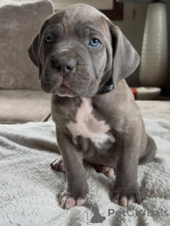 Zdjęcie №1. cane corso - na sprzedaż w Noordwijk | negocjowane | Zapowiedź №161247