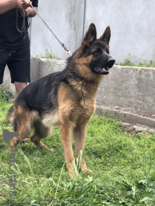 Zdjęcie №2 do zapowiedźy № 139198 na sprzedaż  owczarek niemiecki - wkupić się Serbia 