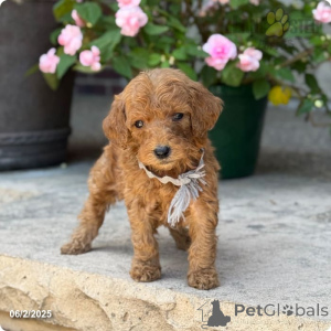 Zdjęcie №4. Sprzedam pudel (royal) w Indiana. prywatne ogłoszenie - cena - 15248zł