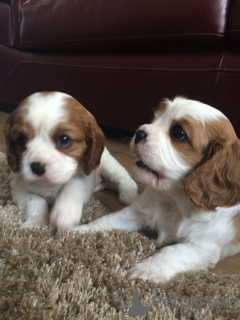 Zdjęcie №1. cavalier king charles spaniel - na sprzedaż w Algermissen | 1674zł | Zapowiedź №107019