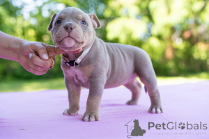 Zdjęcie №2 do zapowiedźy № 144517 na sprzedaż  pies nierasowy - wkupić się Estonia 