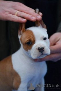 Zdjęcie №2 do zapowiedźy № 164475 na sprzedaż  amerykański staffordshire terier - wkupić się Serbia 