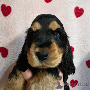 Zdjęcie №3. Teraz gotowe do odbioru i wysyłki. Finlandia