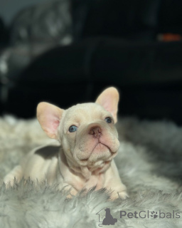 Zdjęcie №2 do zapowiedźy № 150635 na sprzedaż  buldog francuski - wkupić się Niemcy ze schronu, hodowca