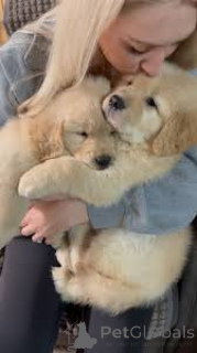 Zdjęcie №2 do zapowiedźy № 162432 na sprzedaż  golden retriever - wkupić się Holandia prywatne ogłoszenie, hodowca