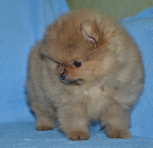 Zdjęcie №4. Sprzedam szpic miniaturowy w Минск. prywatne ogłoszenie - cena - Negocjowane