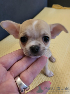 Dodatkowe zdjęcia: Mini Chihuahua