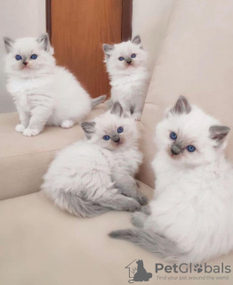Zdjęcie №1. ragdoll - na sprzedaż w Афины | negocjowane | Zapowiedź № 133775