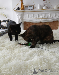 Zdjęcie №1. bombay cat - na sprzedaż w Alken | 1674zł | Zapowiedź № 151626