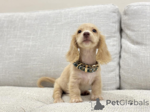 Zdjęcie №4. Sprzedam jamnik w Kolonia. hodowca - cena - negocjowane