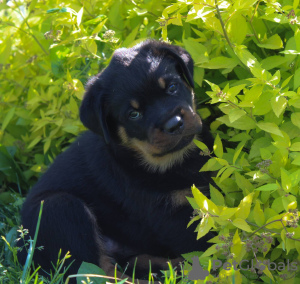 Zdjęcie №3. Szczeniak rottweilera. Białoruś