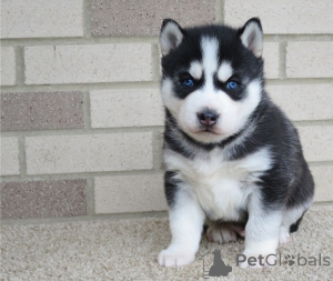 Zdjęcie №1. husky syberyjski - na sprzedaż w Larnaca | negocjowane | Zapowiedź №178017