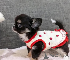 Zdjęcie №3. Këlyshë të adhurueshëm chihuahua në shitje. Finlandia