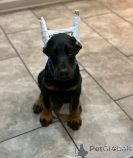 Zdjęcie №1. doberman - na sprzedaż w Leverkusen | negocjowane | Zapowiedź №166548