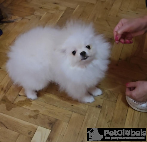 Zdjęcie №3. Purebred boo pomeranian szczeniaki. Serbia