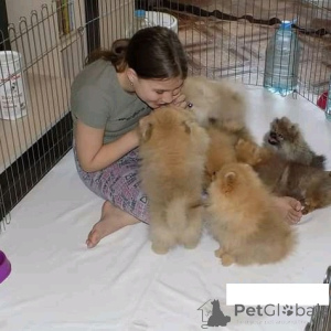 Zdjęcie №1. szpic miniaturowy - na sprzedaż w Villach | negocjowane | Zapowiedź №167065