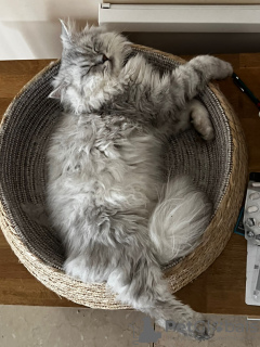 Zdjęcie №4. Hotel dla zwierząt w Szwajcaria. Zapowiedź № 131515