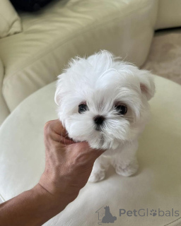 Zdjęcie №1. maltańczyk - na sprzedaż w Debrenen | negocjowane | Zapowiedź №160394