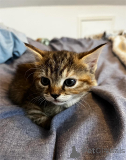 Zdjęcie №1. kot domowy - na sprzedaż w Amberg | 1674zł | Zapowiedź № 151656