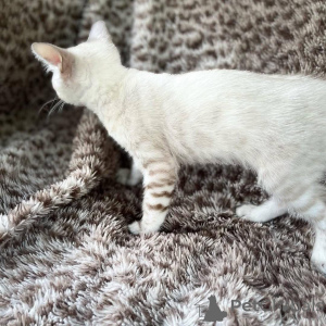 Zdjęcie №1. kot bengalski - na sprzedaż w Växjö | 3588zł | Zapowiedź № 153230