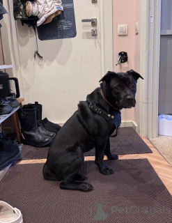 Zdjęcie №2 do zapowiedźy № 163255 na sprzedaż  pies nierasowy - wkupić się Federacja Rosyjska prywatne ogłoszenie