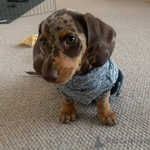 Zdjęcie №2 do zapowiedźy № 136725 na sprzedaż  jamnik - wkupić się USA hodowca