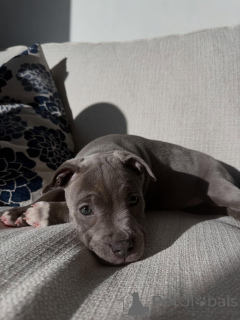 Zdjęcie №2 do zapowiedźy № 177906 na sprzedaż  staffordshire bull terrier - wkupić się Niemcy hodowca