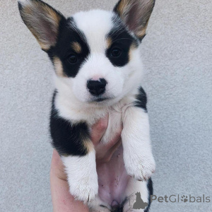 Zdjęcie №3. Szczenięta corgi walijskiej Pembroke. Francja